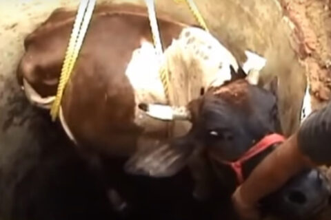 Į duobę buvo įkritusi karvė