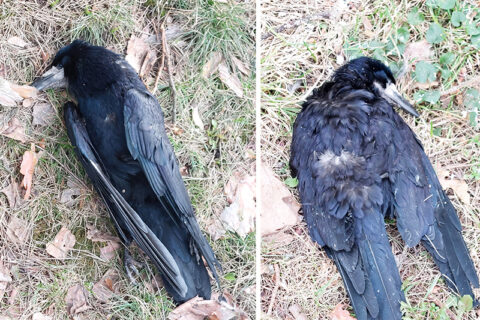 Parke rastiems sparnuočiams paukščių gripas nenustatytas