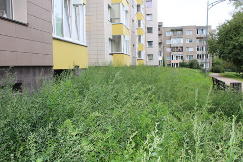 Renovacijos grimasos Utenoje: šalti balkonai, kiauri pamatai ir langus siekiančios piktžolės