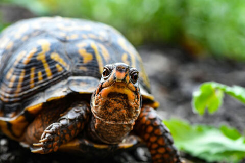 Terariumai vėžliams – ką apie juos verta žinoti?