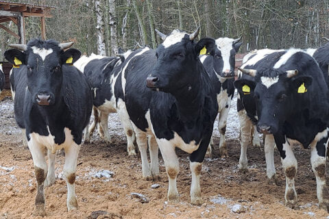 Investicijos į biosaugą padeda valdyti užkrečiamųjų ligų riziką