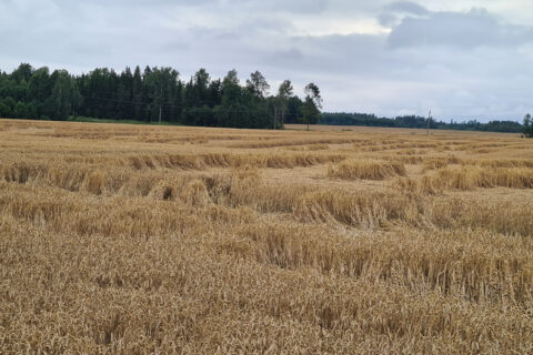 Ūkininkai ir vėl galės teikti paraiškas gauti pasėlių draudimo įmokos kompensaciją