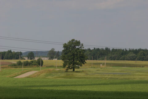 Laukus tręšiantiems tik mėšlu ir (ar) srutomis tręšimo planų nereikia