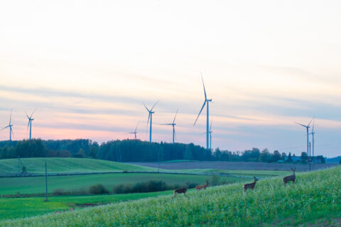Lietuvos vėjo energetikai – 20 metų: nuo pirmųjų žingsnių iki energetinės nepriklausomybės