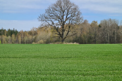 Pasėlių deklaravimas: mažiau reikalavimų, daugiau galimybių