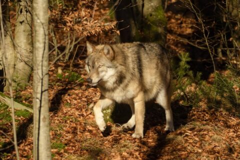 Vilkų medžioklės sezonas baigtas: Utenos rajone sumedžioti 9 pilkiai