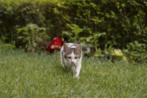 Kaimo gyventoja neteko septynių katinų: jų mirtys – mįslingos