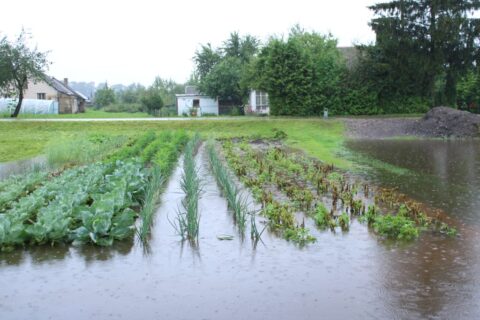 Katastrofinis lietus pačkėniškę privertė bulves traukti iš vandens