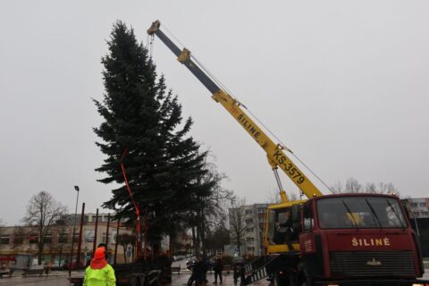 Į Ignaliną atvežta eglė