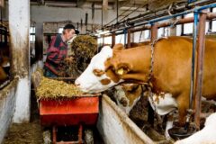 Ūkininkams – daugiau kaip 20 mln. eurų