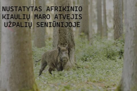 Užpalių seniūnijoje – kiaulių maro atvejis