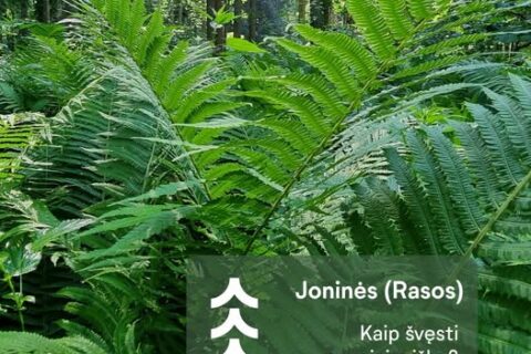 Joninių išvakarėse miškininkai ragina gamtoje elgtis atsakingai