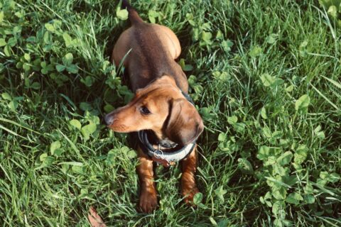 Veterinaras įspėja: už šuns smalsumą gali tekti sumokėti stresu ir nervais
