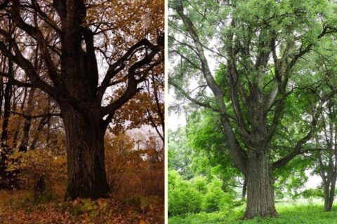 Stipresnė už vėtras ir laiką Vyžuonų dvaro tuopa siekia Lietuvos medžio titulo