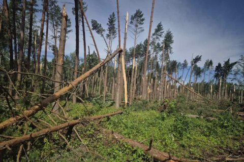 Utenos rajone tęsiami intensyvūs audros padarinių šalinimo darbai: elektros tiekimą atkurti padeda 19 brigadų