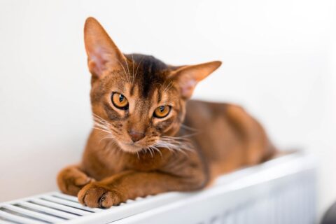 Prasidėjo šildymo sezonas: kada šiluma pasieks namus?
